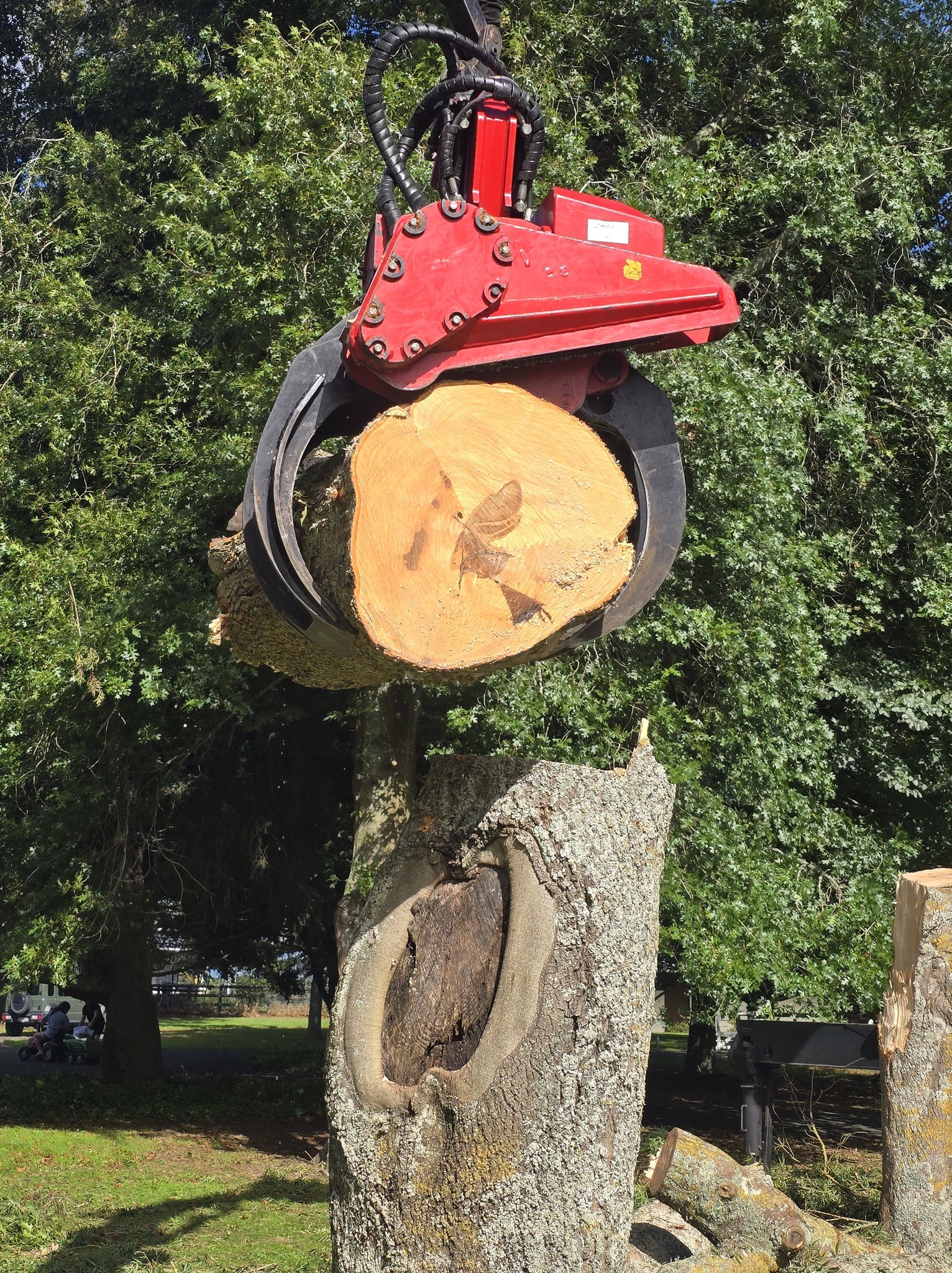 Grapple saw tree removal Hamilton Waikato